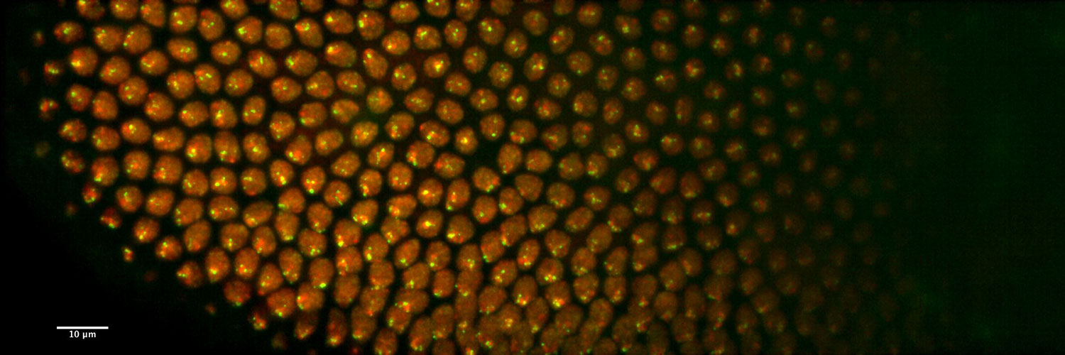 Photo of Drosophila-Embryogenesis