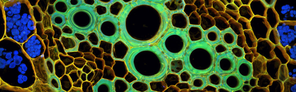 Current image: Confocal image of Ranunculus mature root cross section